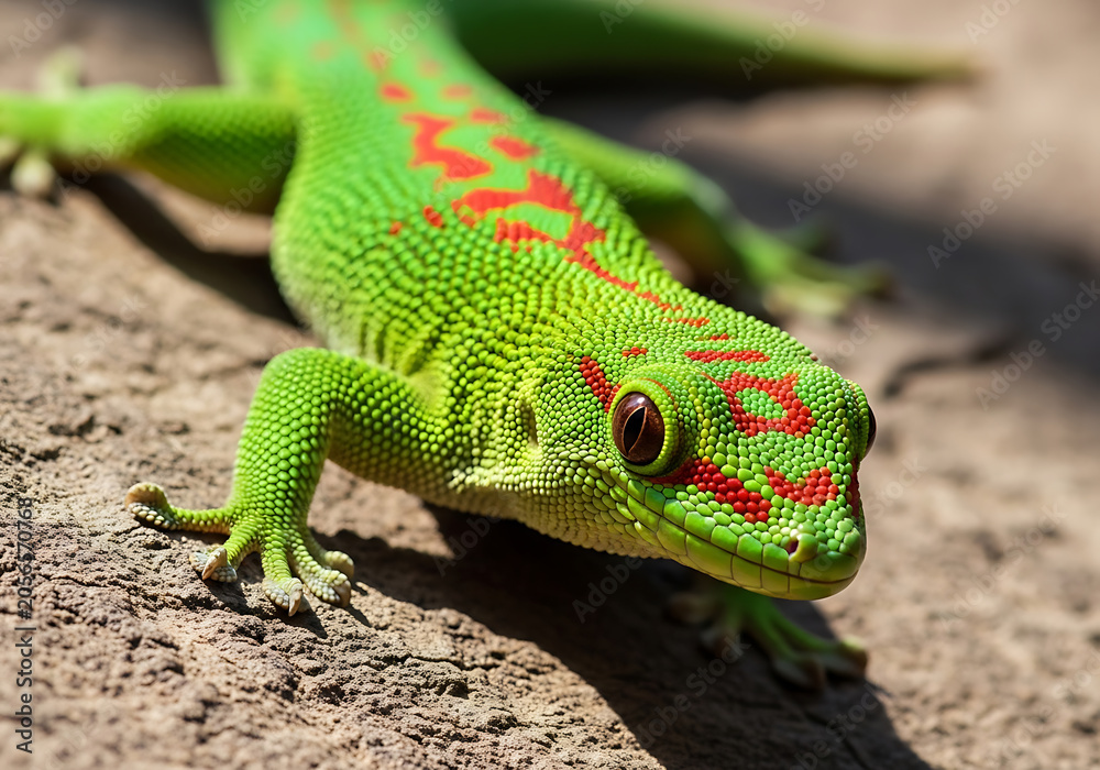 Fototapeta premium Vibrant green day gecko with striking red markings resting on a textured brown rock surface
