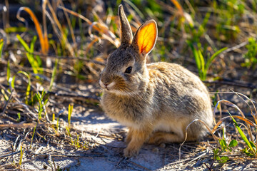 Cute Wild Rabbit Portrait Badlands National Park South Dakota