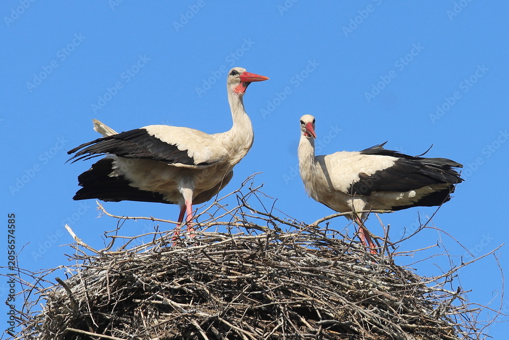 Fototapeta premium storks in the nest