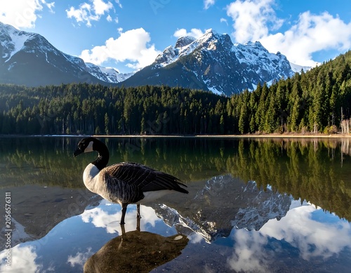 Canada Goose Standing in Calm Mountain Lake with Snowcapped Peaks and Forest Reflection