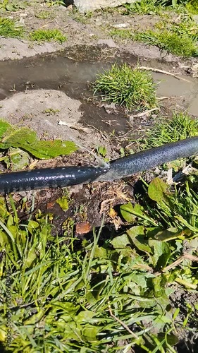 Close-up of garden hose burst, Pressurized water leaking from a damaged black garden hose on the grass.