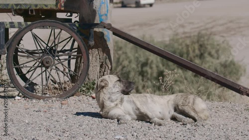 White dog rests near cart on gravel road in the sun