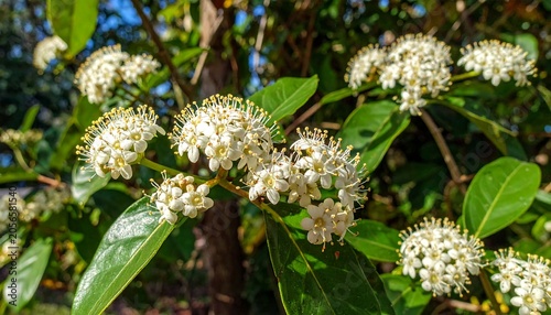 White Clustered Wildflowers Blooming on Green Leafy Branch in Sunlit Garden