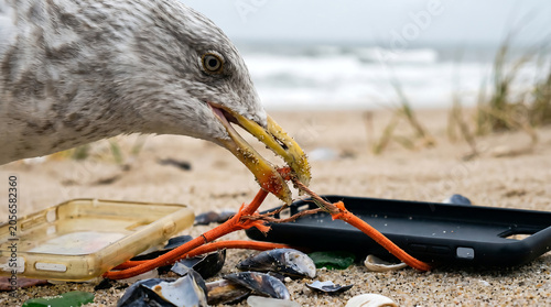 Seagull pecking at plastic waste and rope on a sandy beach