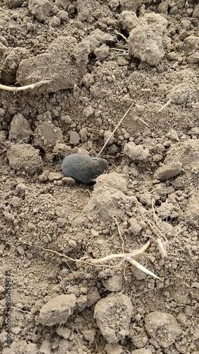 Small grey field mouse running on plowed soil, Little grey rodent or shrew on the dug-up earth outdoors.