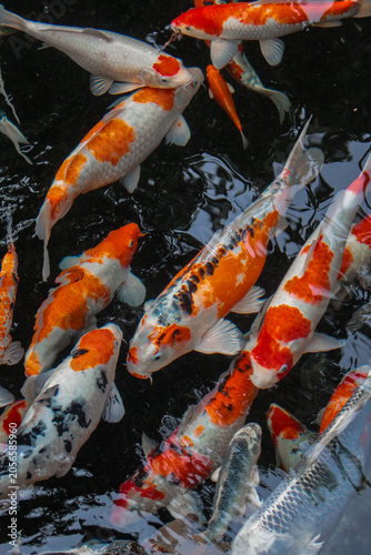 Принти на полотні Group of vibrant koi carps swimming together, feng shui and wealth concept