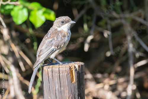 Obraz na plátne Fiscal Flycatcher fledgling (Sigelus silens silens) perched on pole, Wilderness,