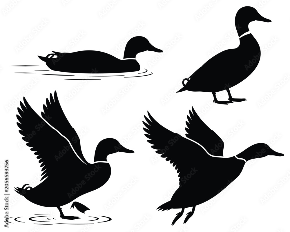 Obraz premium Four Mallard Ducks In Various Poses Black Silhouette
