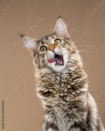 Hungry tabby Maine Coon cat eagerly waiting for food, cat food, or treats, licking its lips and looking excited and expectant