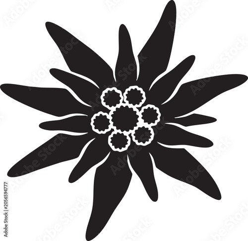 Black silhouette of an edelweiss flower with edelweiss, silhouette