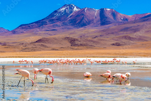 Quadro su tela Flamingo In High-Altitude Lagoon At Eduardo Avaroa Reserve