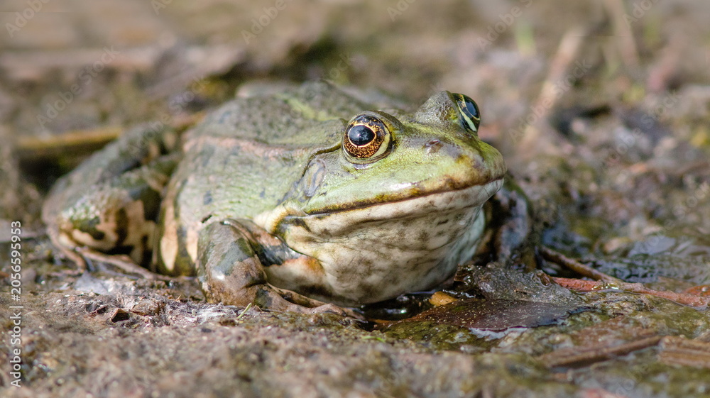 Obraz premium frog on the ground