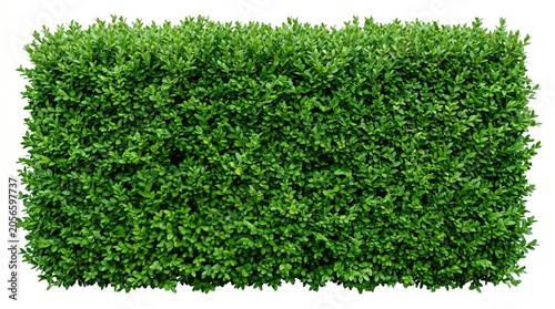 Green boxwood hedge isolated on white background