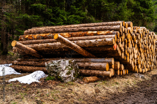 Stacked timber logs in forest clearing