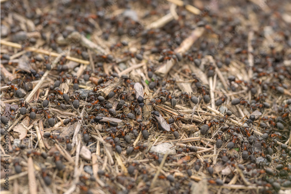 Fototapeta premium macro shot of a busy anthill teeming with ants, including a flying ant with wings, running across twigs and ground in a forest setting showing insect colony behavior and natural wildlife habitat