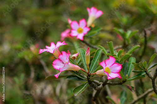Photos Beautiful Pink Adenium Obesum Flowers in Full Bloom with Natural Green Backgroun