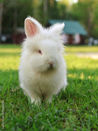 A cute, fluffy white rabbit sitting on vibrant green grass in a sunny backyard with a blurred cabin in the background. Concept of Easter and springtime nature.