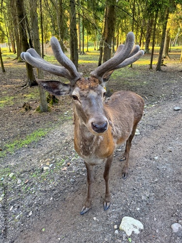 A male red deer with large velvet antlers stands in a coniferous forest during the daytime.
Concept of wildlife preservation and nature.