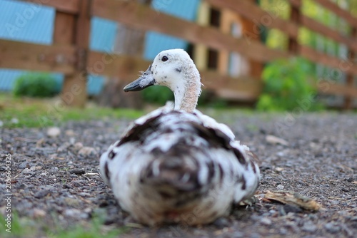 A domestic duck with white and brown speckled plumage sits on the ground with a wooden fence in the blurred background. Concept of farm animals and rural life.