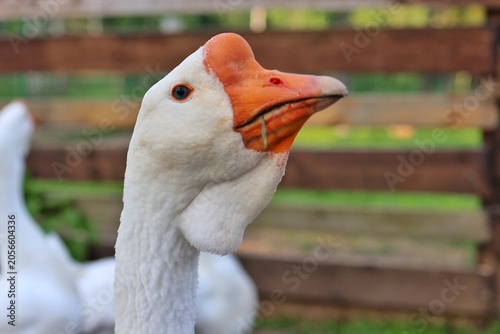 A close-up portrait of a white domestic goose with a bright orange beak against a blurred wooden fence.
Concept of farm life and agriculture.