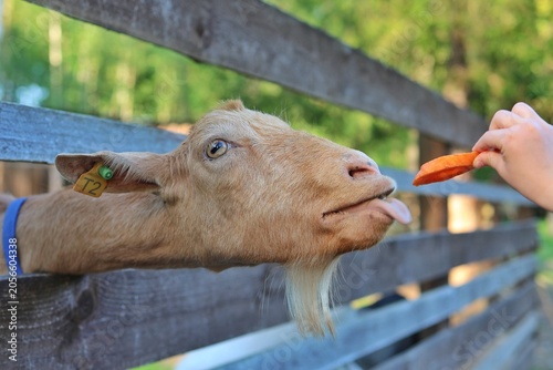 A child's hand feeds a slice of carrot to a funny brown goat sticking its head and tongue through a wooden fence. Concept of feeding animals and childhood farm experiences.