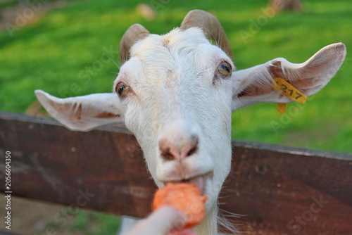 A close-up portrait of a white horned goat leaning over a wooden fence to take a piece of carrot from a person's hand. Concept of animal feeding and farm tourism.