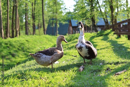 Two domestic ducks stand on a bright green grassy slope near a forest and country cabins. Concept of rural farming and eco tourism.