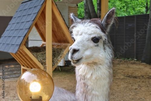 A fluffy grey and white alpaca with a smiling expression stands in its paddock next to a wooden hay feeder and a glowing round lamp. Concept of animal care and eco tourism.