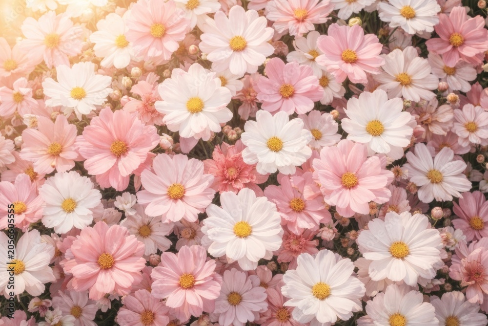 Fototapeta premium Sunlit daisies in full bloom.