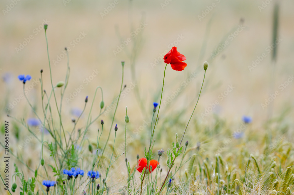 Naklejka premium Beautiful Poppies And Cornflowers In The Field