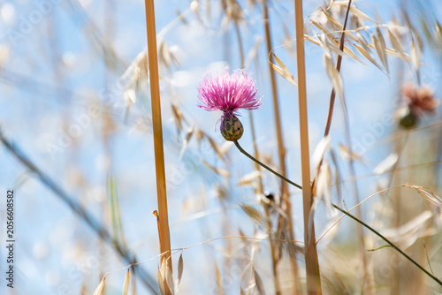Fotografie Centaurea o Algarabía, flor silvestre morada destaca entre hierbas secas bajo un cielo azul claro y luz intensa
