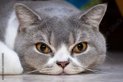 A gray and white Scottish Straight cat lies on the floor with its head down. The room has soft colors and light coming in, creating a simple and comfortable scene.