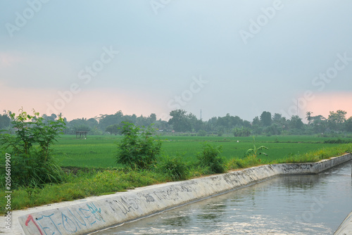Foto cozy morning in the rice fields with a small fresh river