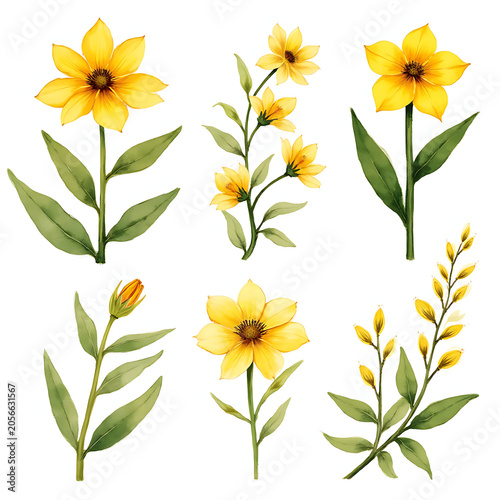Watercolor floral bouquet illustration set of yellow Bulbine Flowers, Water Lily Flowers in soft pink and white petals, and yellow Goldenrod Flowers for elegant botanical art

