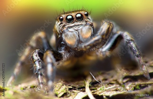 Obraz na plátně spider on the dry leaves