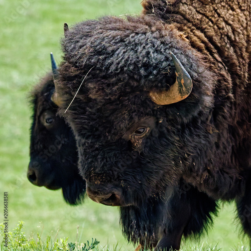 Two bison graze peacefully in the lush green fields of South Dakota's Black Hills