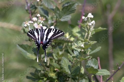 Cuadro en lienzo A zebra swallowtail butterfly feeding on white wildflowers in a sunny field