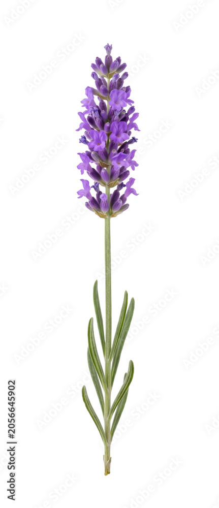 Fototapeta premium Single purple lavender flower stem isolated on transparent background