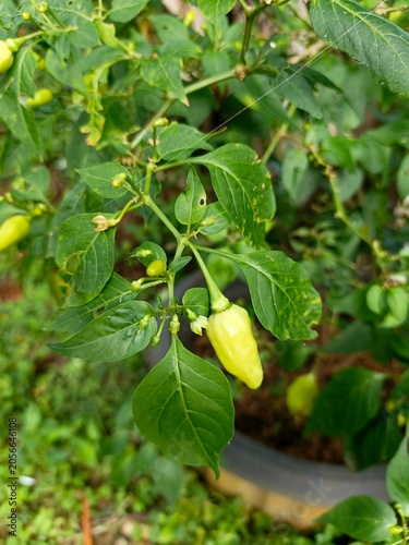 Fresh Green Chili Peppers Growing on Plant in Garden