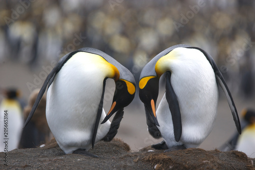 Foto King penguins do a double scratch on South Georgia Island