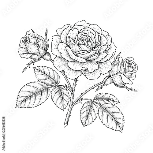 Vintage Rose Flower Botanical Engraving Vector Illustration
