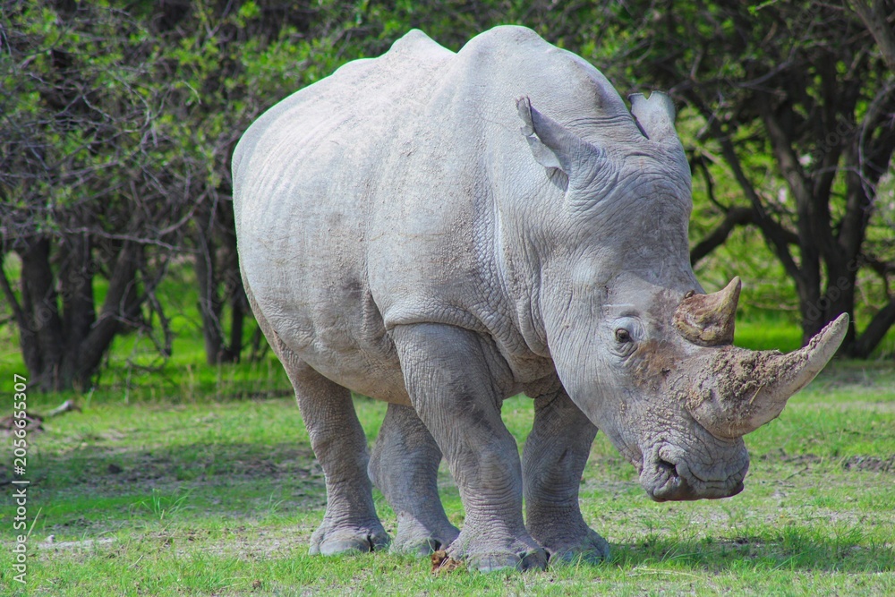 Obraz premium Rhinos in the private Orapa Game Reserve where these animals are bred and grown to be send into wild nature