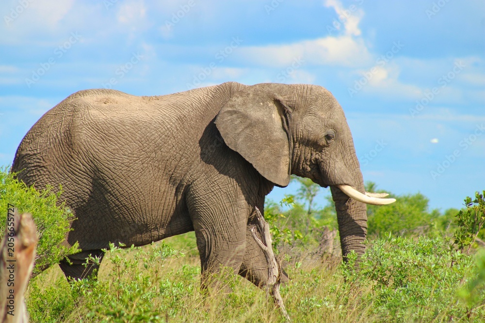 Obraz premium Elephants in central Botswana close to Makgadikgadi Salt Pan
