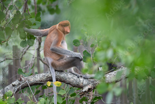 Foto Proboscis monkey