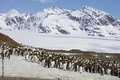 Fotografie King penguin colony on South Georgia Island