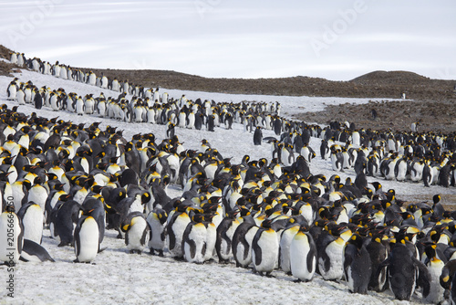 Fotografija King penguin colony on South Georgia Island