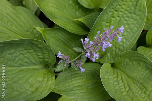 Foto Hosta Leaves with Purple Flowers in Ornamental Garden