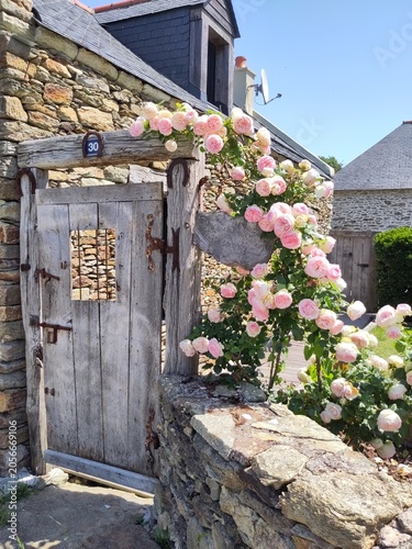 Le rosier grimpant