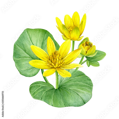 Watercolor botanical composition featuring yellow lesser celandine flowers, buds and green leaves. Hand-painted floral illustration for stationery, invitations, packaging, prints and spring decor.