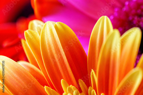 Vibrant Orange Gerbera Daisy Macro with Colorful Abstract Background